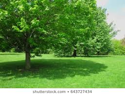 graphic மர நிழல்